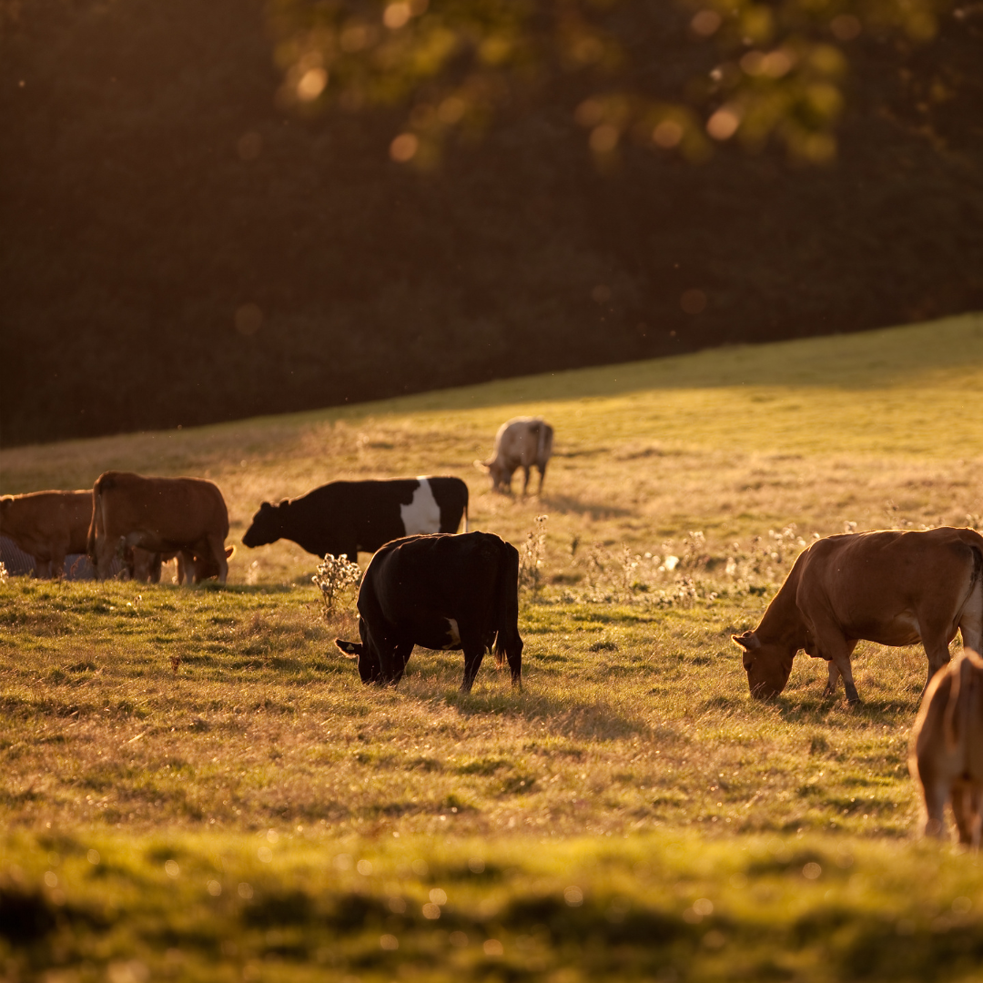 The Power of Tallow: A Holistic Approach to Skincare and Sustainability