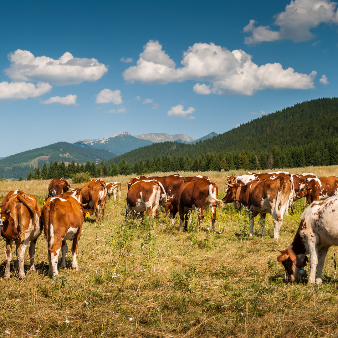 Why Natural Skincare is Gaining Popularity in the UK: A Comprehensive Guide